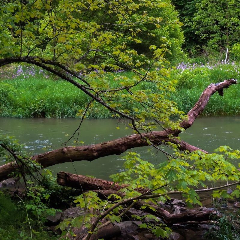 Creeks, Ponds, and Easy Casts