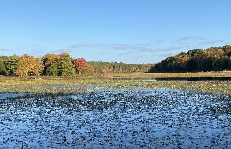 Bog Trail, Black Moshannon State Park