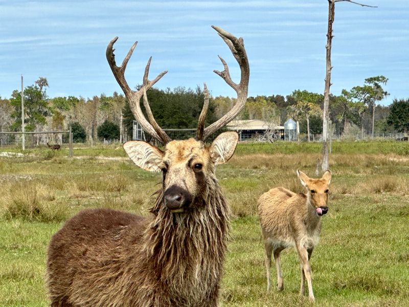 Have an Up-Close Animal Encounter at Safari Wilderness Ranch