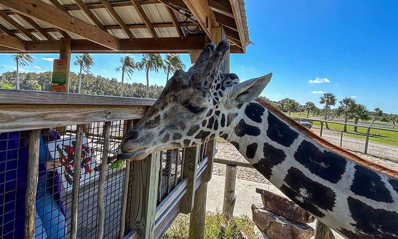 Drive Thru Safari Experience