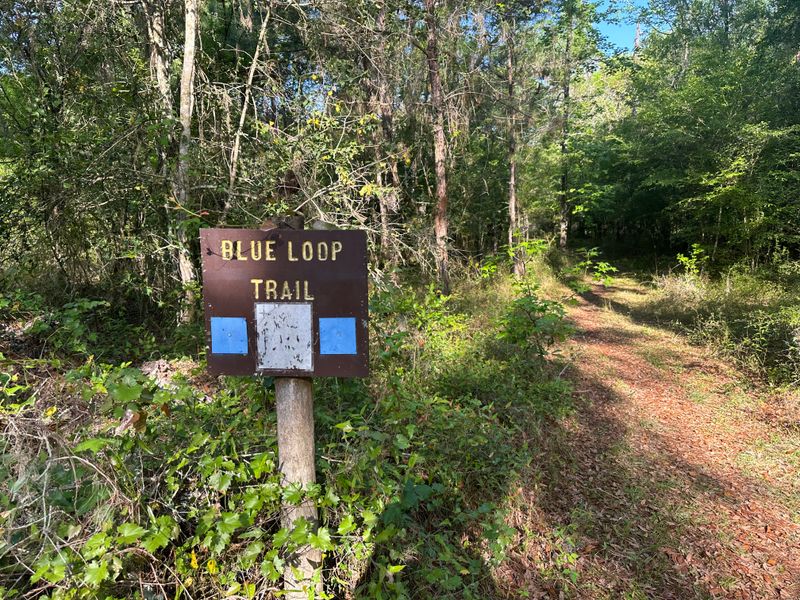Croom Tract Hiking Trails (Withlacoochee State Forest)