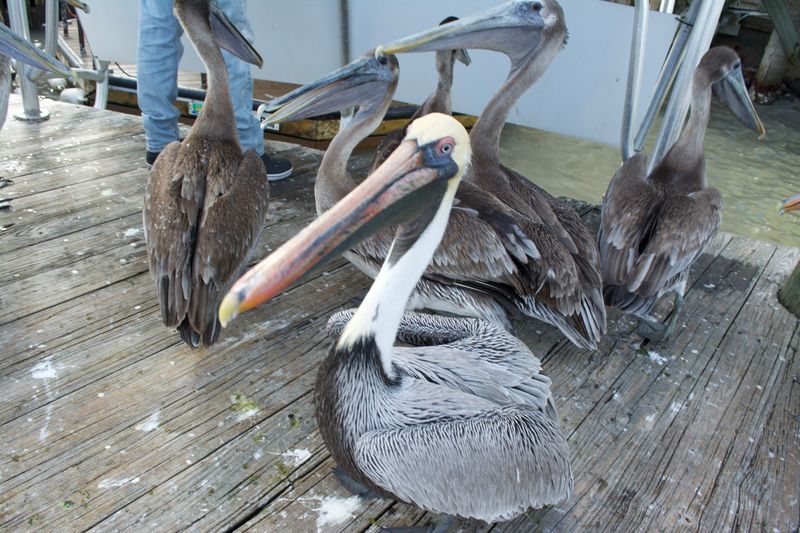 Dolphin Watching and Wildlife Moments