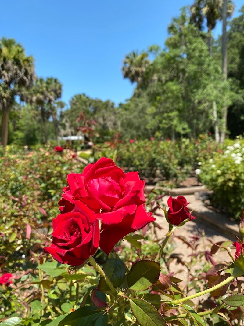 The rose garden that surprises first-time visitors