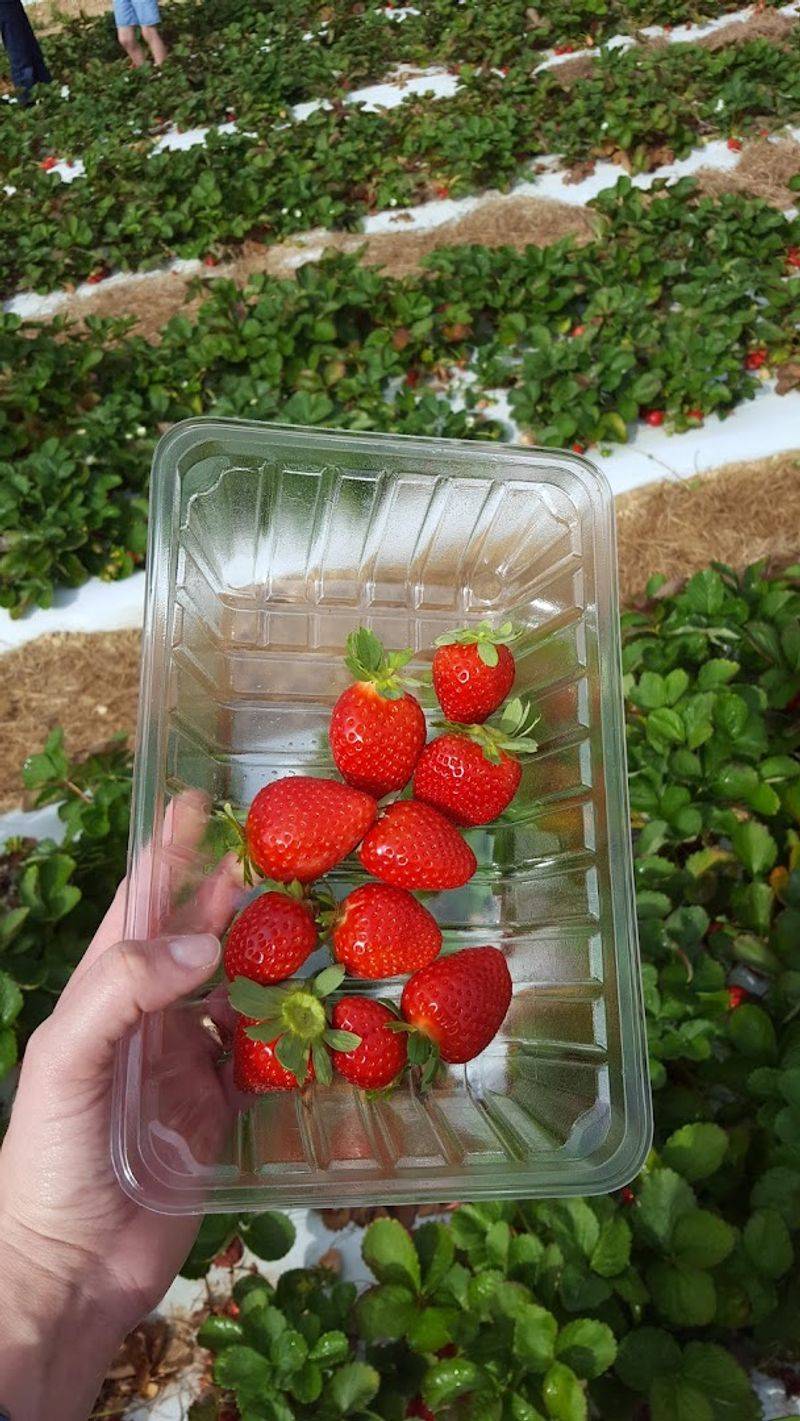 Don’t Stop at Cinnamon Rolls: What Else to Try