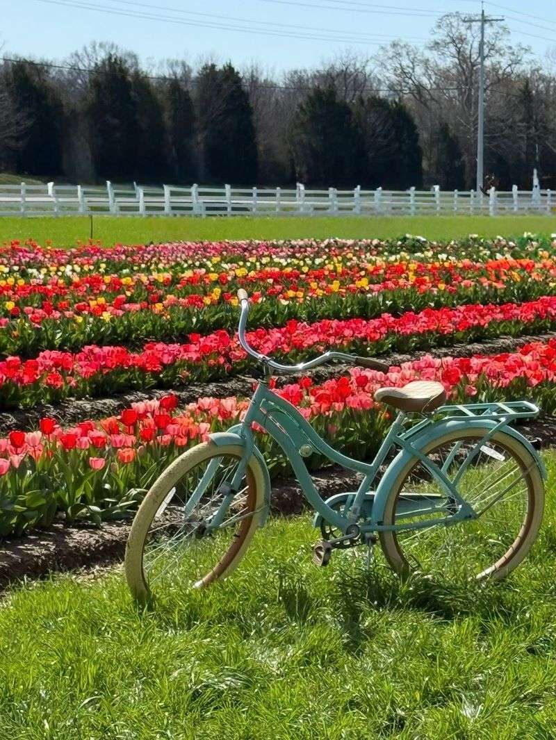When to Visit Before the Tulips Are Gone