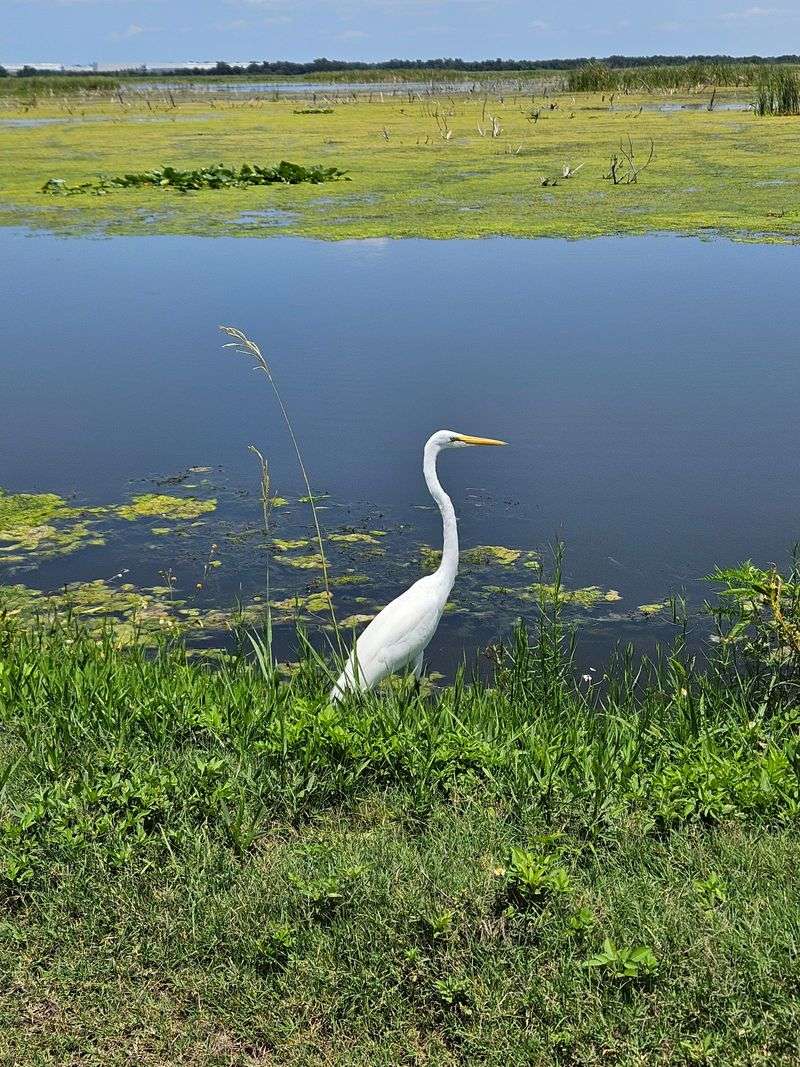 Lake Apopka Wildlife Drive (Apopka)