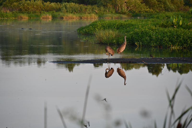 Wading Birds and Roseate Surprises