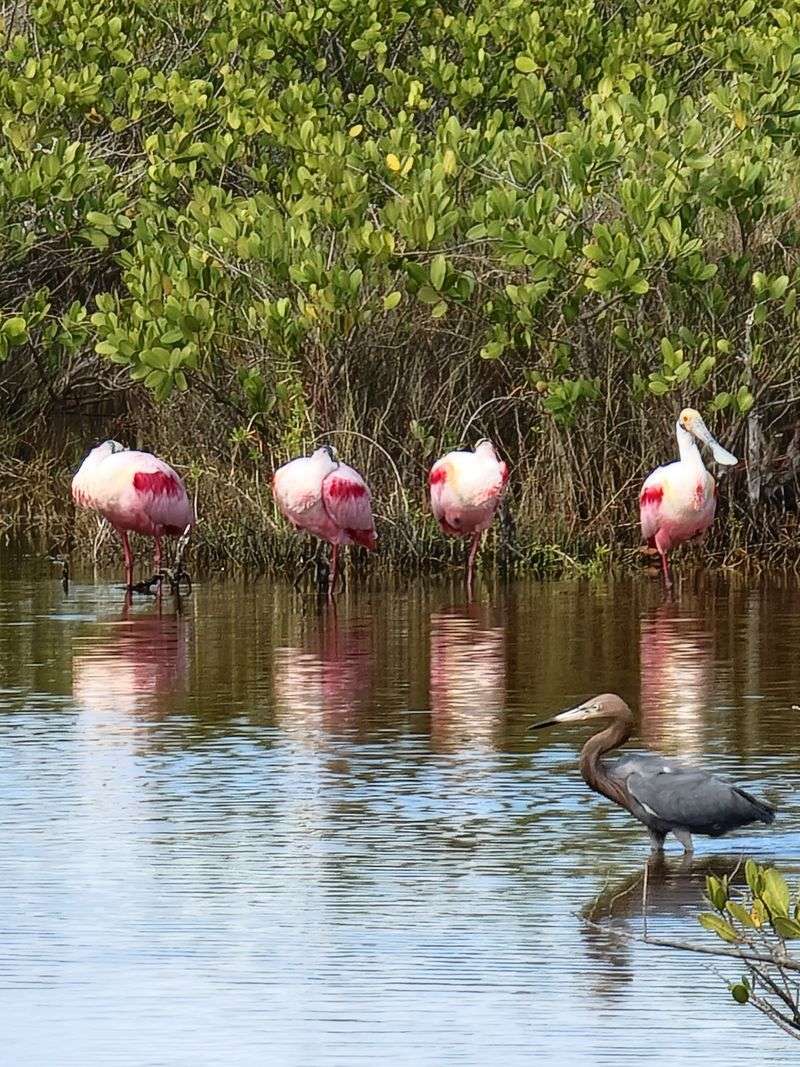 Roseate Spoonbills Feeding in Shallow Marshes