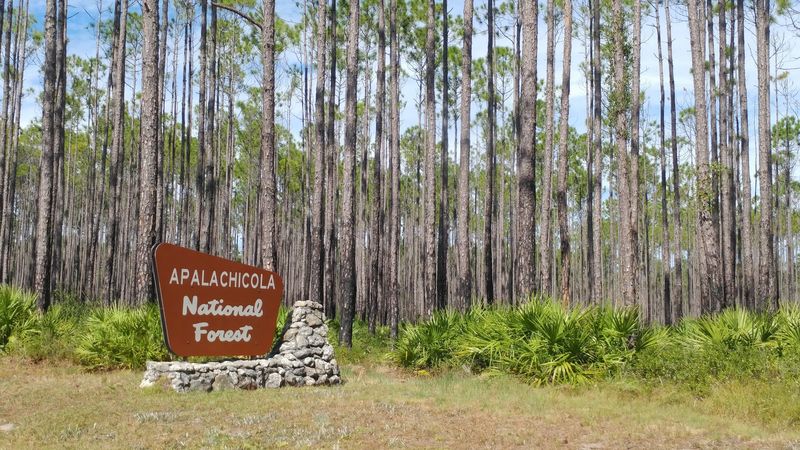 Apalachicola National Forest (near Bradwell Bay area — choose drier/shorter pieces)