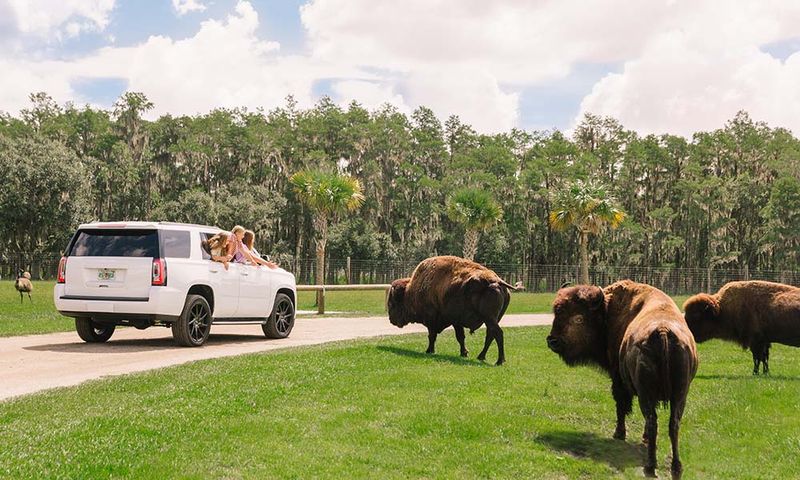 Wild Florida Drive-Thru Safari Expansion (Kissimmee)