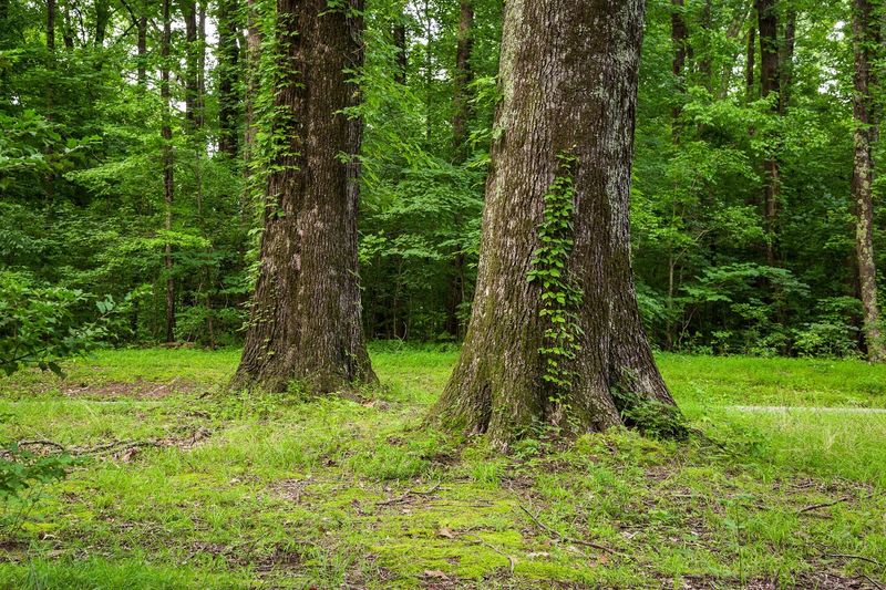 Meeman-Shelby Forest State Park (near Memphis)