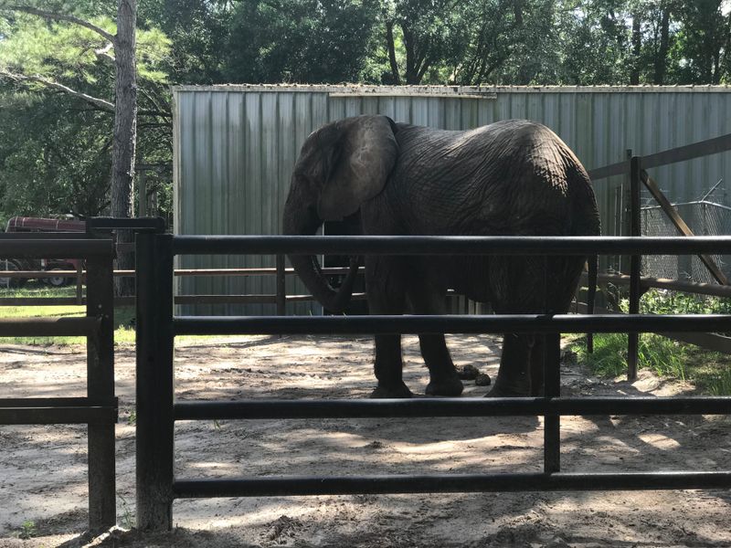 Beyond Elephants: Ranch Residents and Gift Shop Finds