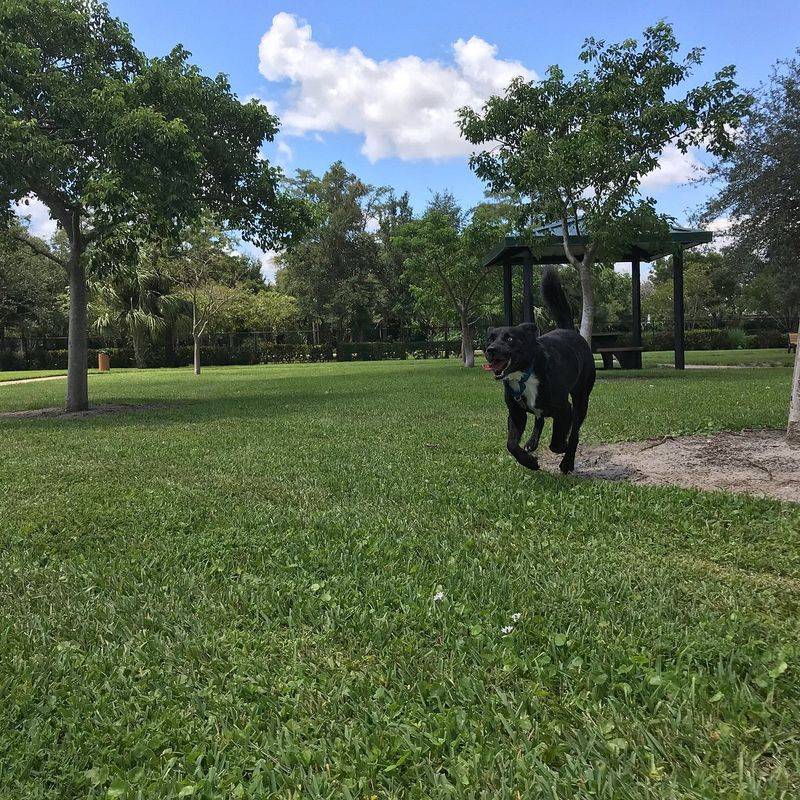 The Cutest Flex in Town: Barkland