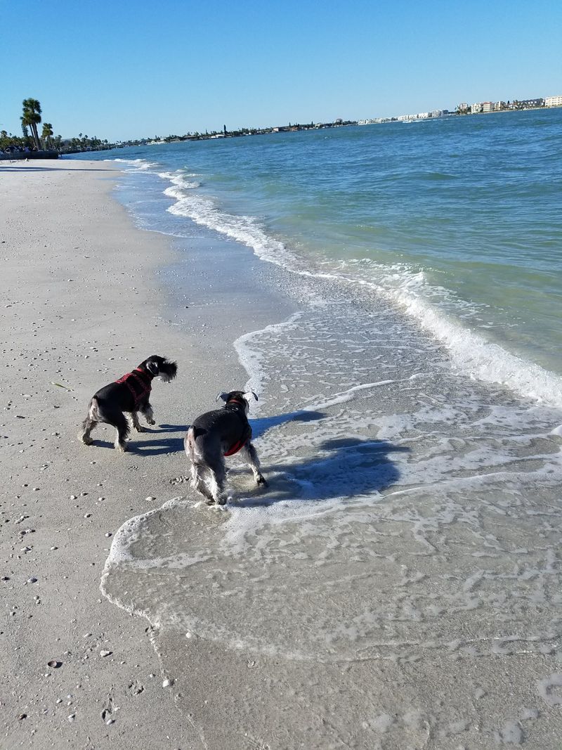 Pass A Grille Dog Beach (St Pete Beach, FL)