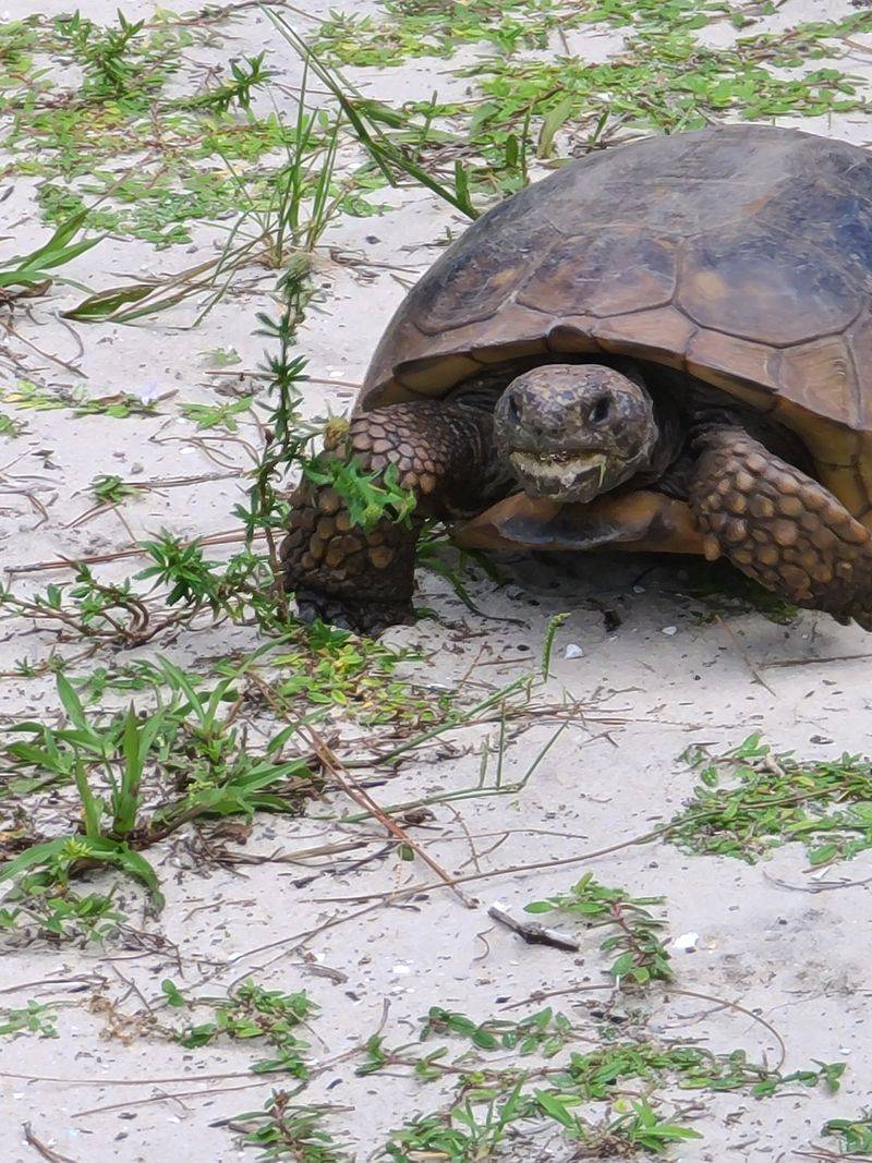 Hobe Sound National Wildlife Refuge