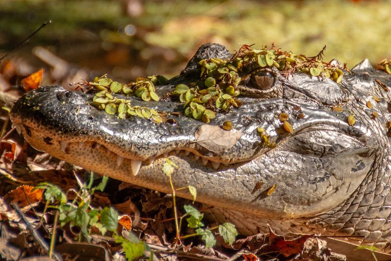 Wildlife You Might Spot Along the Trail (Beyond Bears)