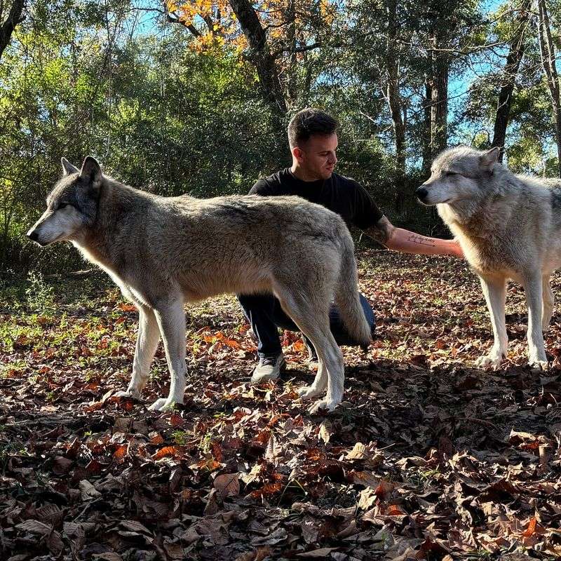 How To Support The Wolves