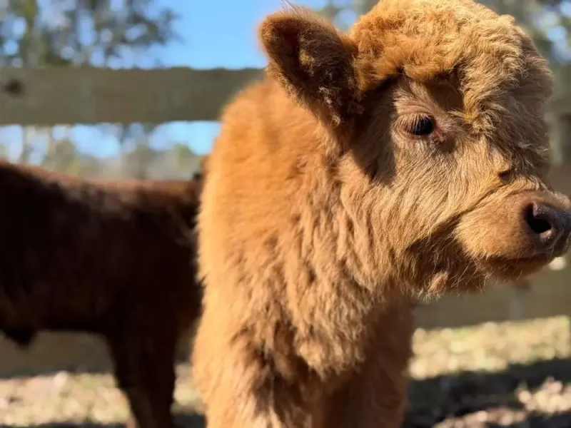 Make It A St. Augustine Date