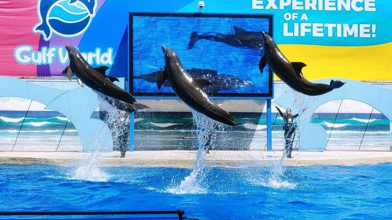 Gulf World Marine Park (Panama City Beach)