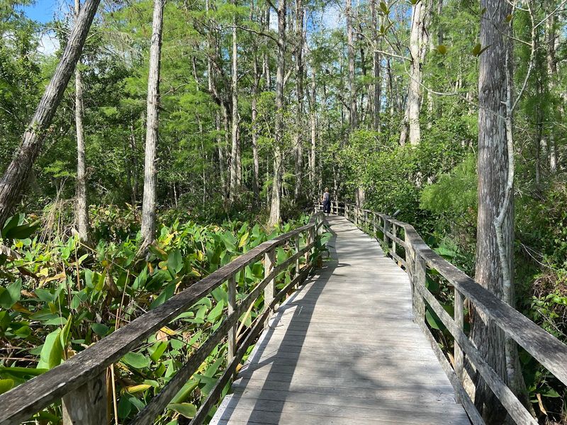 Comfort, Safety, and Accessibility Tips