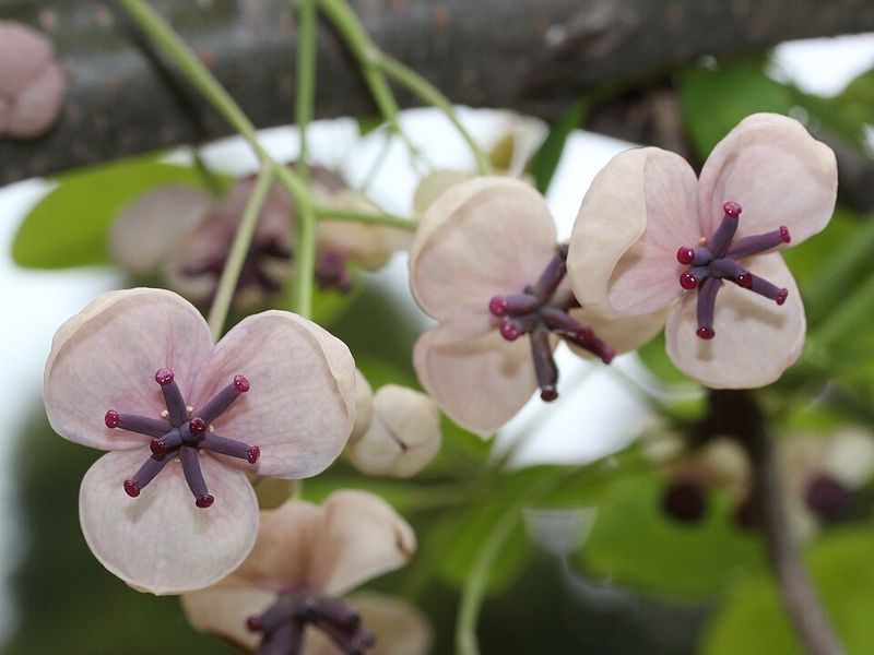 Chocolate Vine (Akebia quinata)