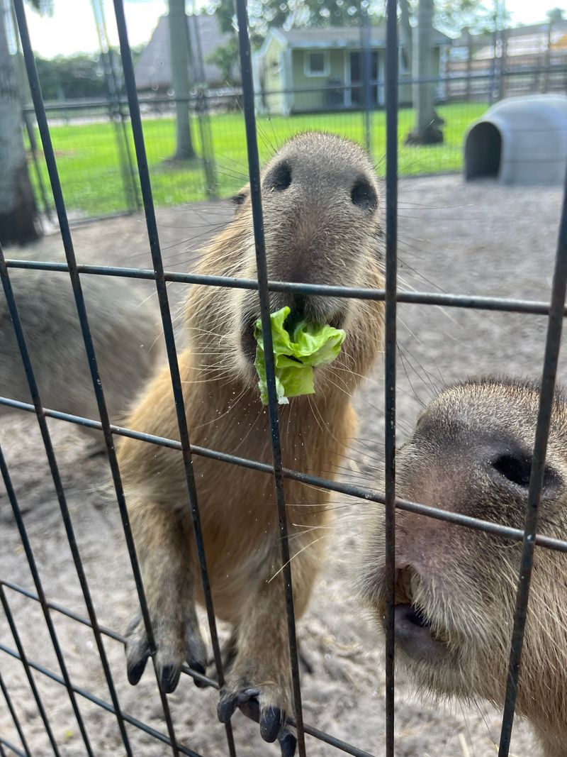 Animal EDventure Park & Safari (Boynton Beach)