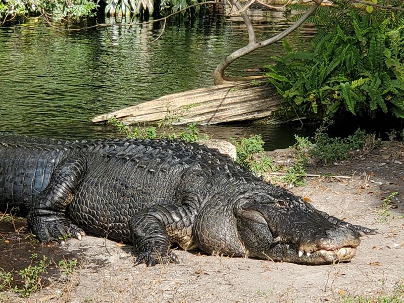 Busch Gardens Tampa Bay — Tampa, FL