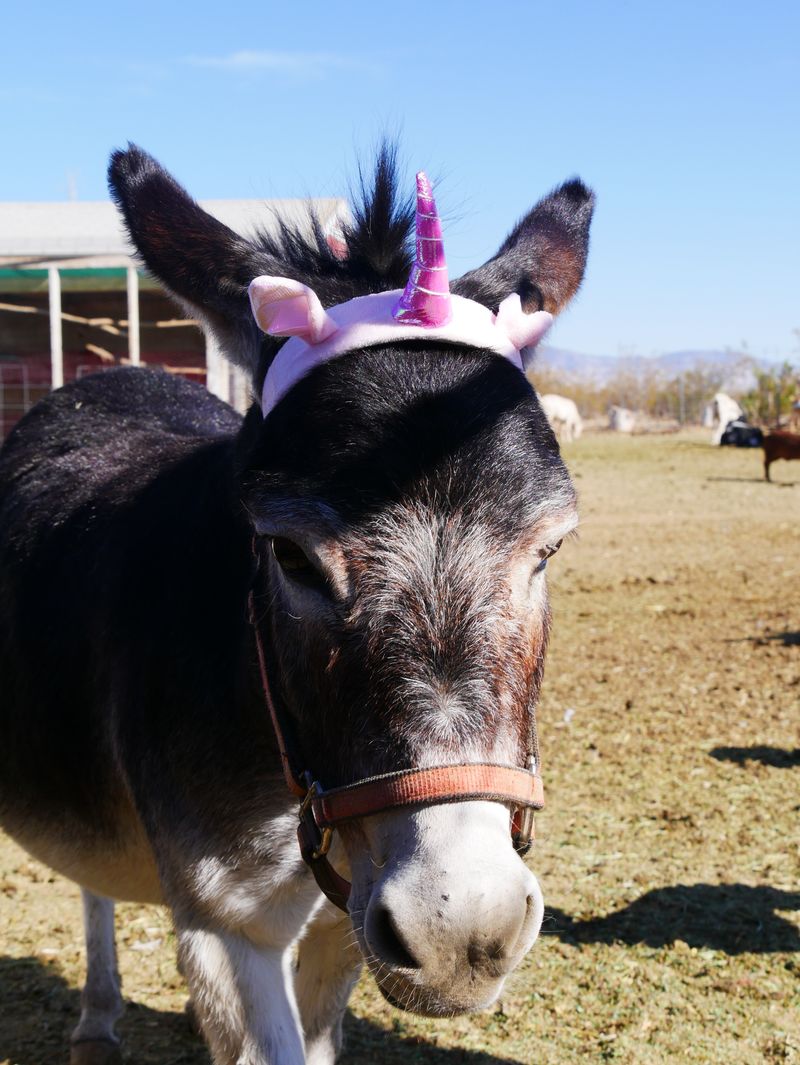 Sanctuary at Soledad - Farm Animal Sanctuary Florida (Mayo)