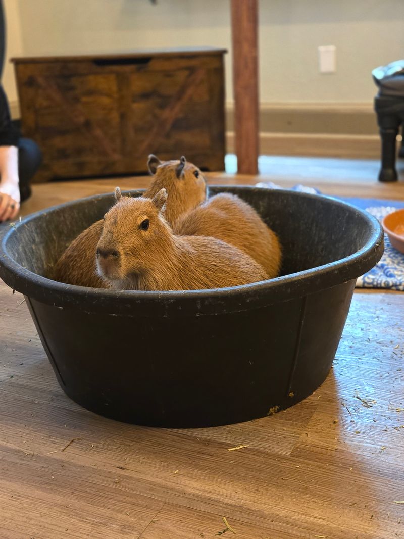 Capybara Café (St. Augustine)