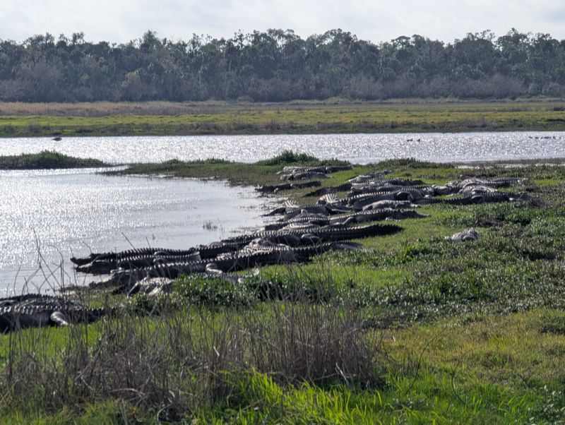 Myakka River State Park (Sarasota area)