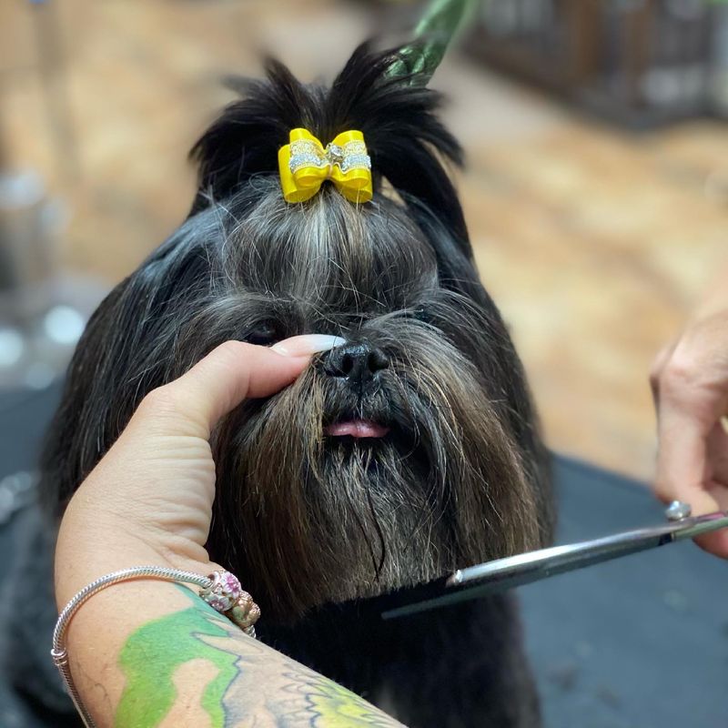 Pet Haven Grooming & Boutique (Lighthouse Point)