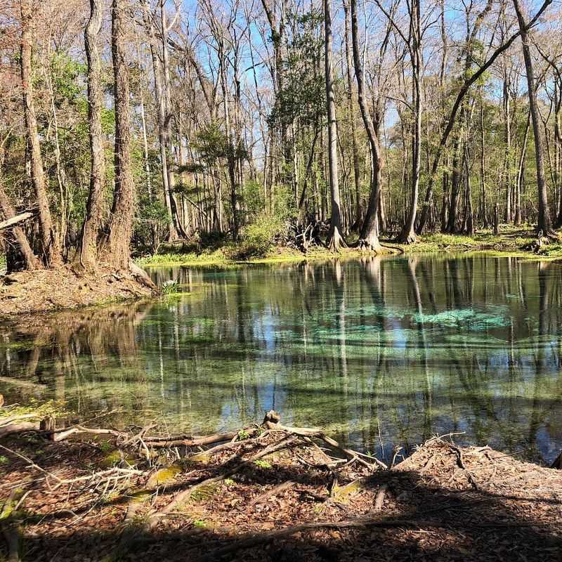 Camping Under the Trees