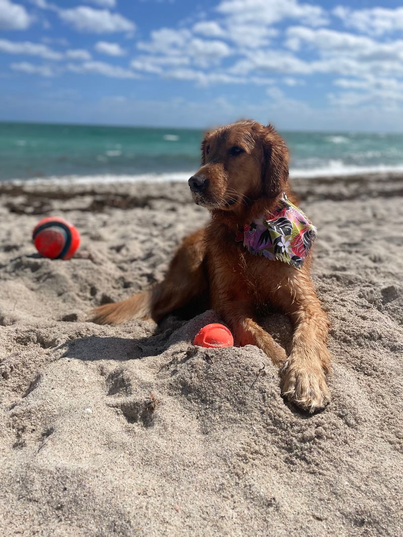 Haulover Bark Park (Haulover Park)