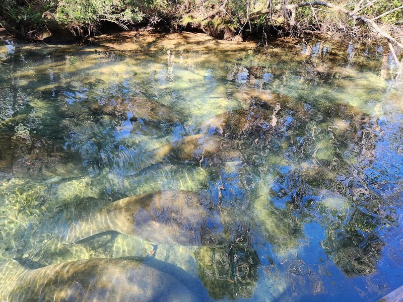 Ranger Programs, Talks, and Feeding Times