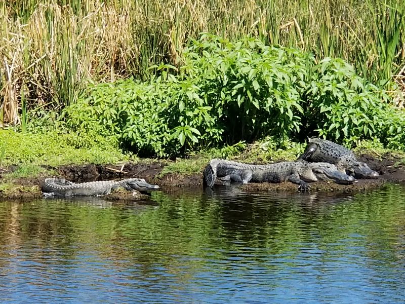 Fakahatchee Strand Preserve State Park (Copeland / Everglades region)
