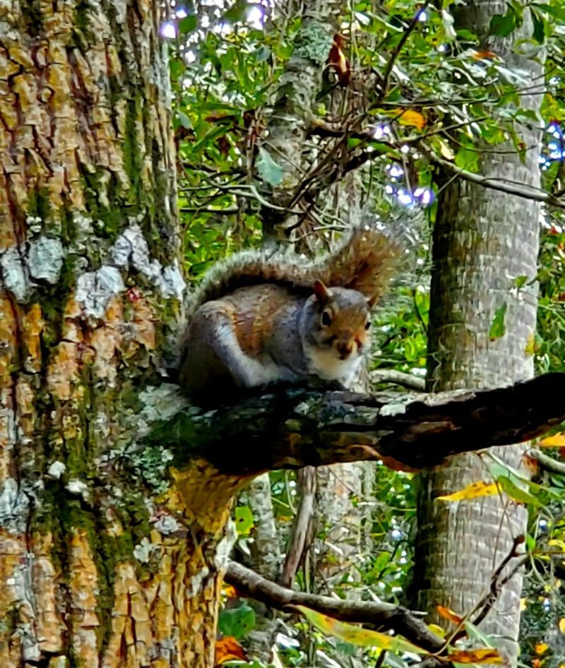 Blue Spring State Park – Boardwalk (Orange City | Volusia County)