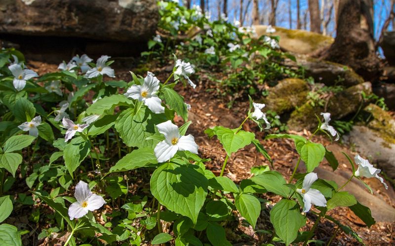 Cove Hardwood Nature Trail (Gatlinburg)