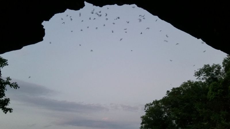 Thousands of Bats Take Flight Every Night