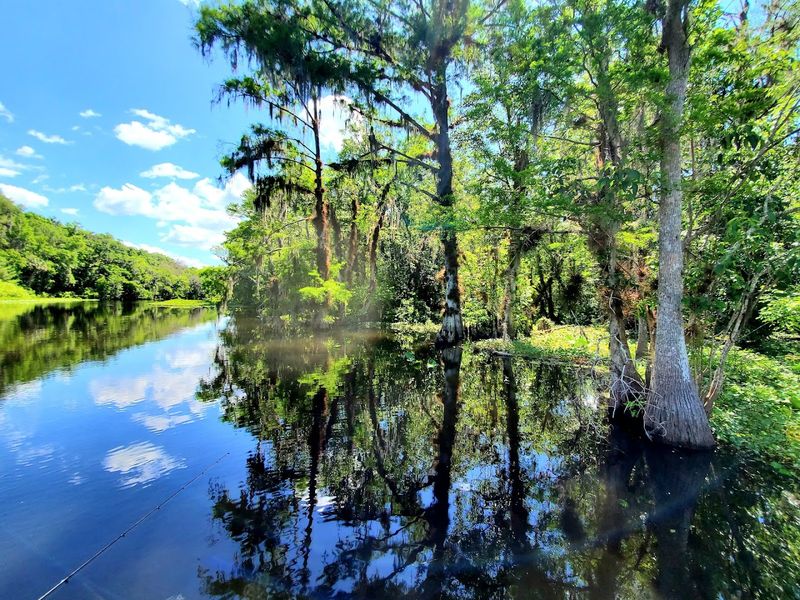 Ocklawaha River / Rodman Reservoir area (Northeast FL)