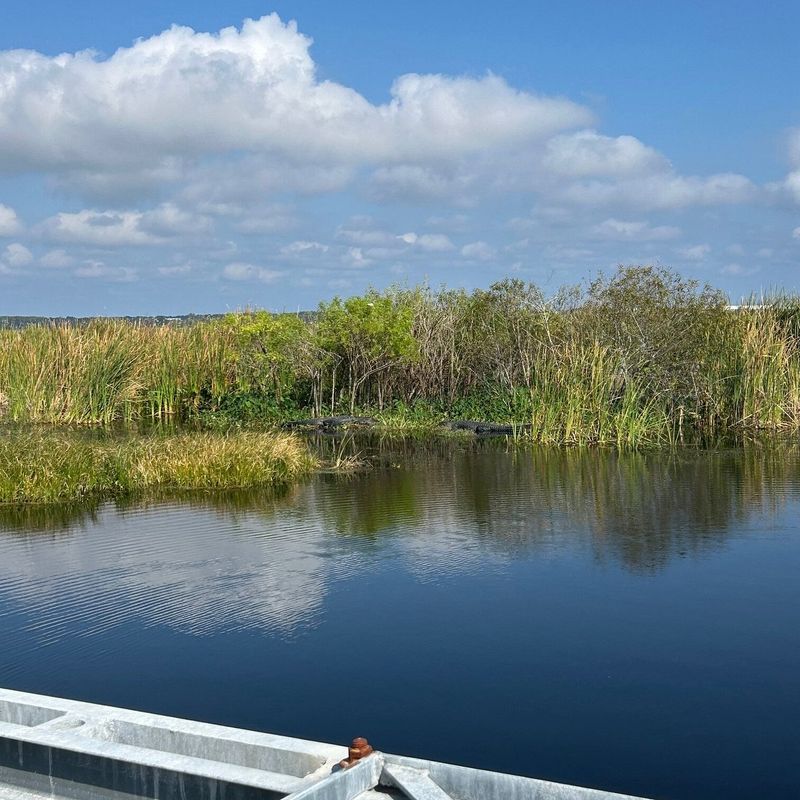 Lake Apopka Wildlife Drive at Sunrise