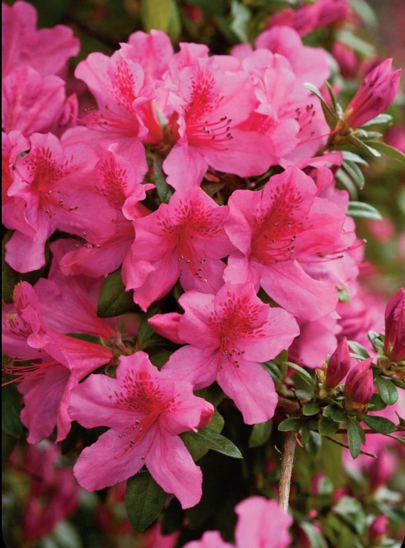 A Bloom Filled Weekend Overview