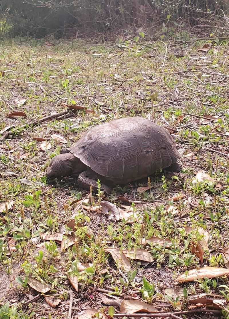 Wildlife you might spot on a casual stroll