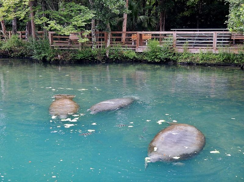 Homosassa Springs Wildlife State Park (Homosassa)