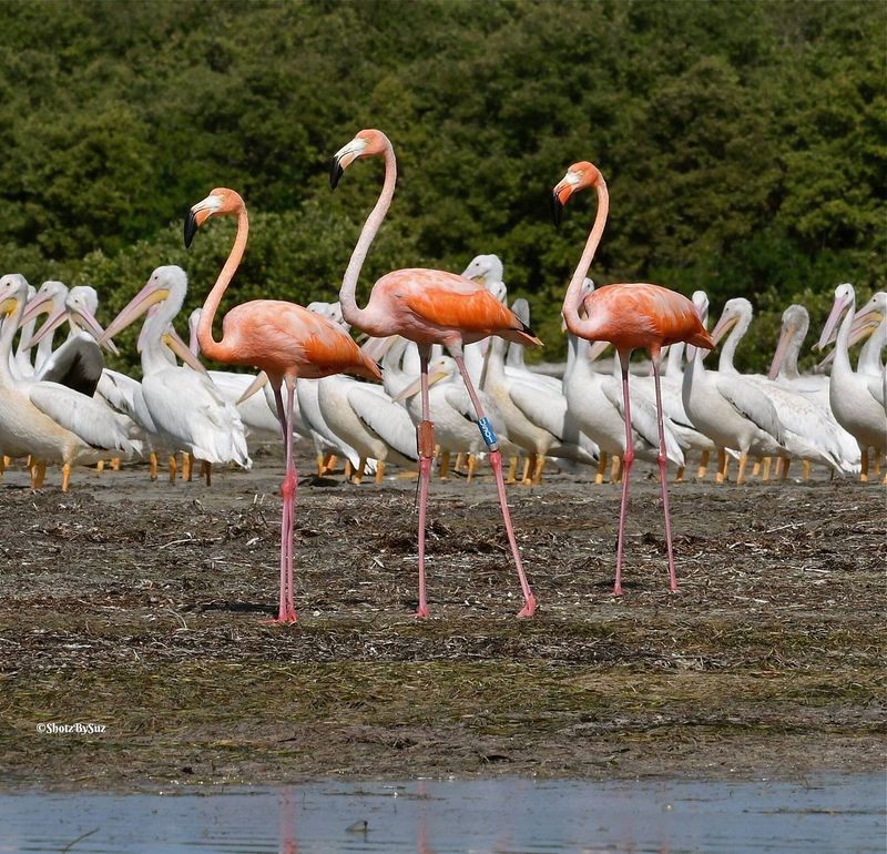 Everglades National Park