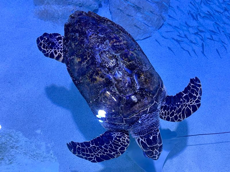Key West Aquarium (Key West)