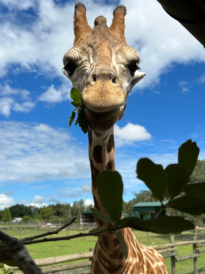 Giraffe Ranch “Drive-Thru Safari Tour” (Dade City area)
