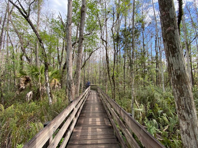 Six Mile Cypress Slough Preserve Boardwalk