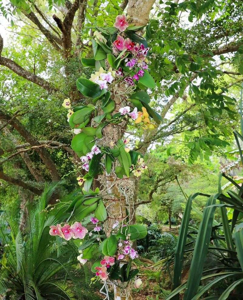 Fairchild Tropical Botanic Garden Orchid Festival (Coral Gables)