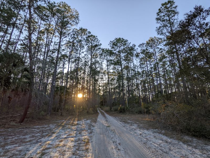 Ocala National Forest