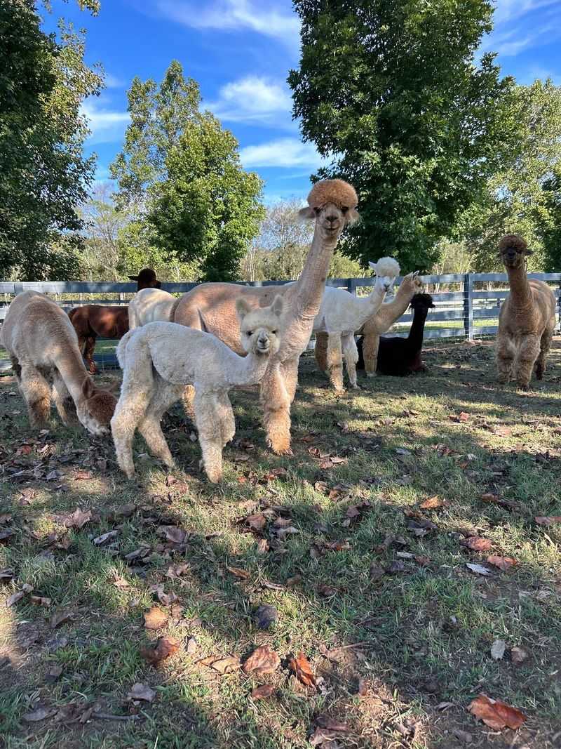 What Makes This Airbnb Special: The Alpaca Experience, Explained